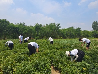 【暑期“三下鄉”系列報道】中藥...