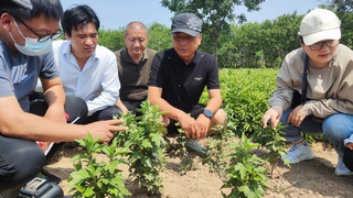 【暑期“三下鄉”系列報道】中藥...